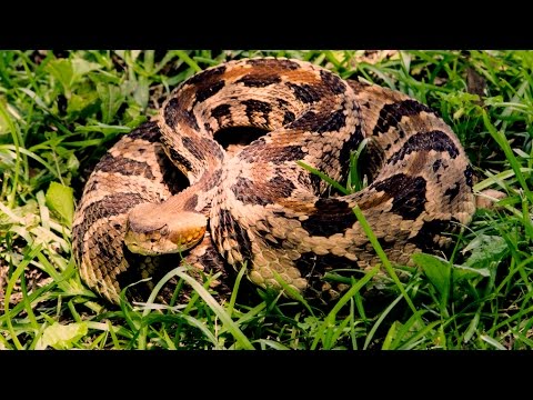 Rattlesnake Showdown in Alabama - TSV Vlog 203