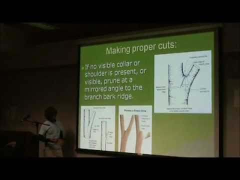 Expert Fruit Tree Pruning with Tom del Hotal