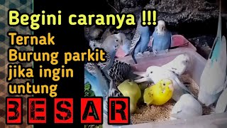 Download lagu Ternak burung parkit sistem koloni#kicaumania #birds #budidaya mp3
