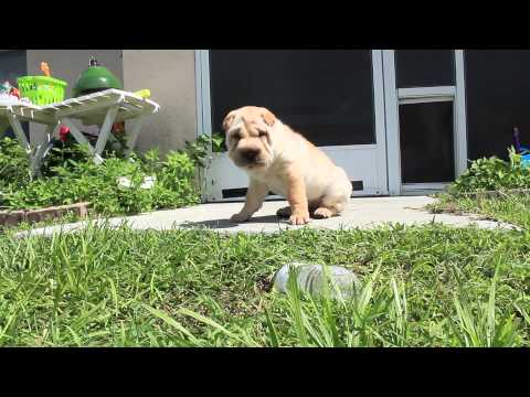 Cute Puppy Moment with Princess Zelda