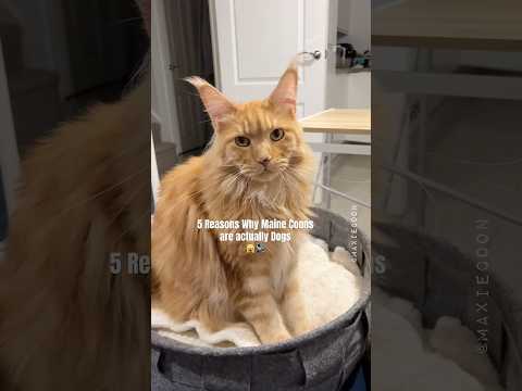 Why Maine Coon Cats Are Actually Dogs 🙀#catfacts #mainecoon #didyouknow
