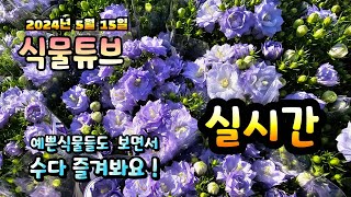 2024년 5월 15일  예쁜식물들 보면서 랜선으로 아이쇼핑하면서  수다즐겨봐요. #양재꽃시장 #식물튜브 #…