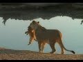 When A Lion Cub Won T Listen To Mom