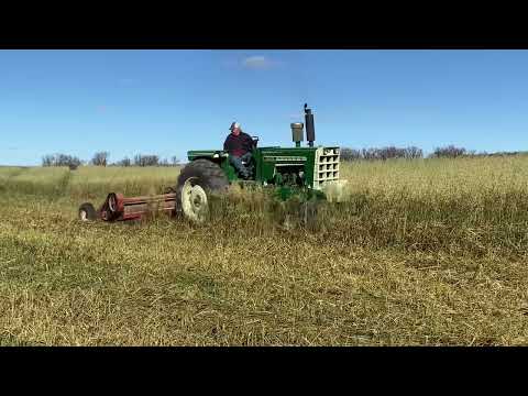 Oliver 1955 stalk chopping cover crop 11/9/24