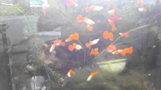 1 đại gia đình full red