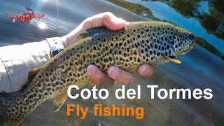 Pesca a mosca en el Tormes 2013