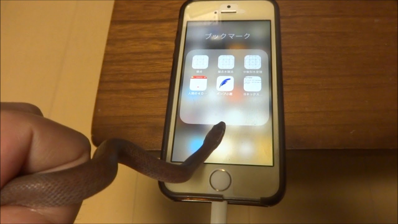 超珍しいスマホでググれるヘビ