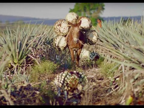 download lagu mp3 mp4 Don Julio Person, download lagu Don Julio Person gratis, unduh video klip Don Julio Person