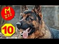 Stop Barking Dogs In The Neighbourhood Silent Dog Whistle