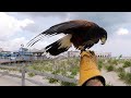 Jersey Shore town uses predatory birds to control gulls on the beach and boardwalk