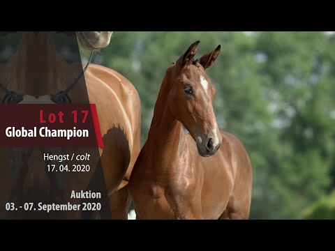 Online-Auktion v. 03. - 07.9.2020 Lot 17 Globel Champion Hengst v. Global Player - Vivaldi