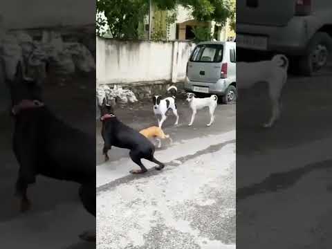 Street Dog Attack on Doberman Dog 😈 😈 || Dog fight Brave Small dog Attack on Doberman Dog #shorts