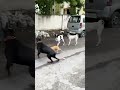 Street Dog Attack On Doberman Dog Dog Fight Brave Small Dog Attack On Doberman Dog Shorts