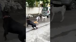 Street Dog Attack on Doberman Dog 😈 😈 || Dog fight Brave Small dog Attack on Doberman Dog #shorts