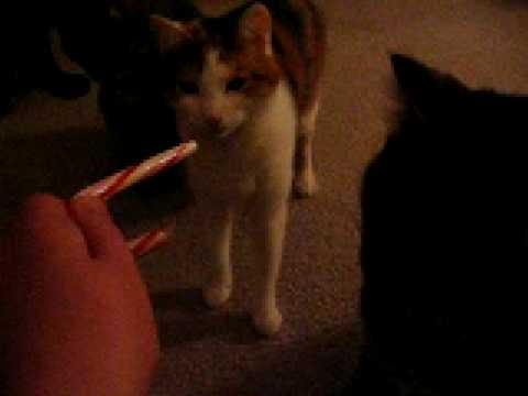 Cats love candy canes