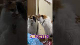 同じ動きをする向こう側の猫　#鏡　#同じ動き　#向こう側の猫　#cute #cat