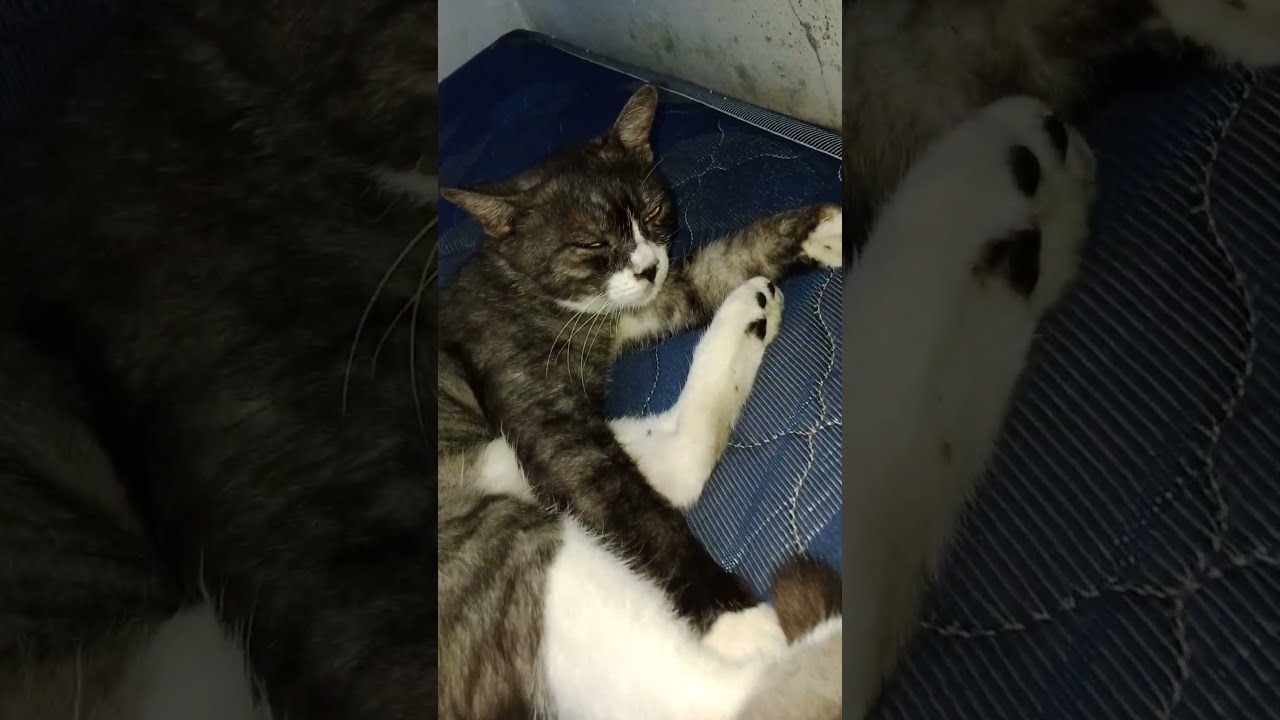 CAT CORNER #kitten #kittens #kittenlove #cat #catlove #cats #kitty