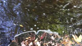 How Could We Not at Black Mo