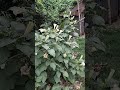 Surah Al Qadr Egzon Ibrahimi Short