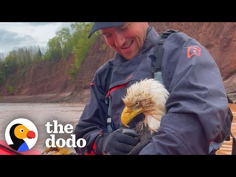 Bald Eagle Saved From Drowning In River
