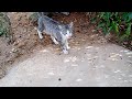 Hungry Cat Meowing For Food