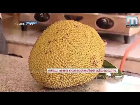 Farmer's varieties of Jackfruit "Siddu" and "Shankara" Identified and Promoted by ICAR-IIHR, Bengaluru