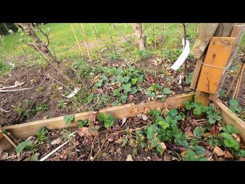 Obstgarten im April   erste Blüten Johanisbeere, Pfirsich, Pflaume