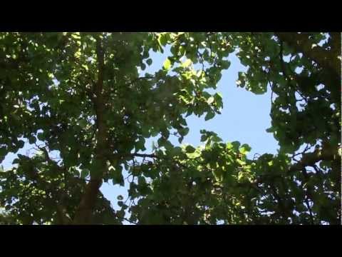 Die Schönheit des Maulbeerbaums