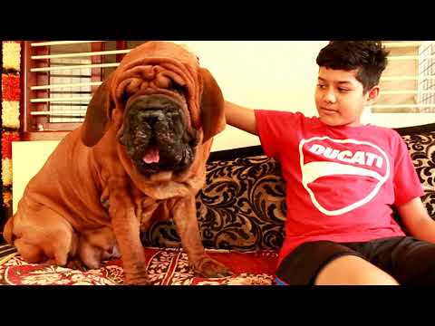 Cadabom's world's famous dog☆Korean mastiff☆world's first celebrity dog breeders