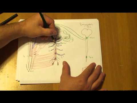Understanding the autonomic nervous system - part 3