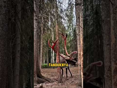 Mengapa Rusa Mematahkan Tanduknya Setiap Tahun?