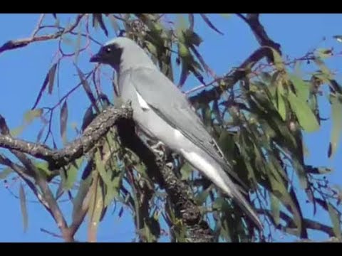 Húseničiarka čiernolíca (Coracina novaehollandiae) — správanie a biotop