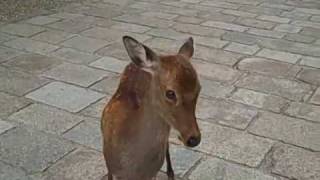 preview picture of video 'Bowing deer, Deer Park, Nara Japan'