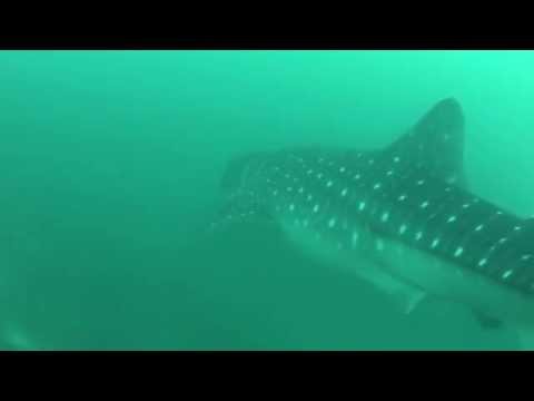 Whale Shark Encounters - Maldives & Musandam, Scuba Diving