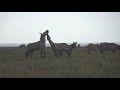 Zebra Fighting At Serengeti
