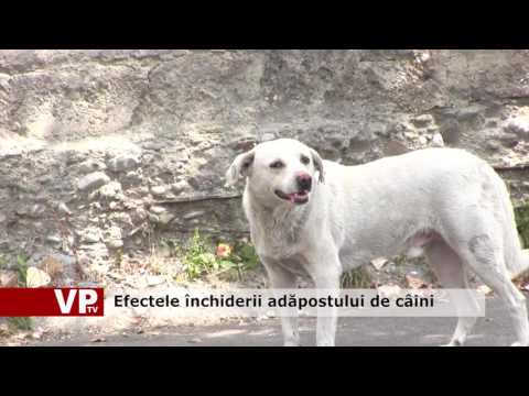 Efectele închiderii adăpostului de câini