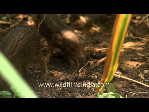 Porcula salvania or Pygmy Hog in India