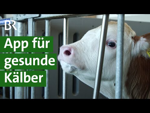 , title : 'High-Tech im Stall für Kühe: App gegen Kälberkrankheiten / Landwirtschaft | Unser Land | BR'