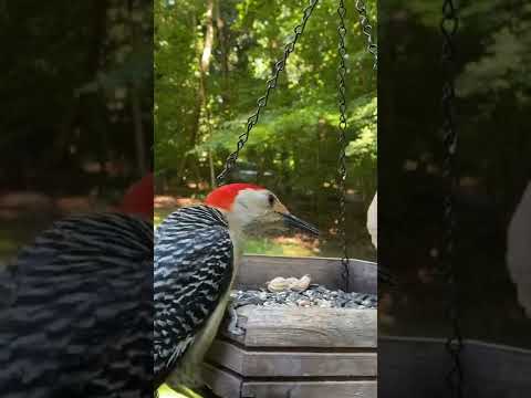 Mourning Dove vs Blue Jays and Red-bellied Woodpecker