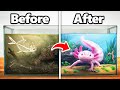 I Transformed An Abandoned Axolotl S Home
