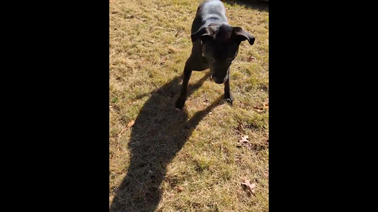 Spirit Fingers (I have a Secret Crush!), a Adoptable mixed breed in Decatur, GA video 6/6