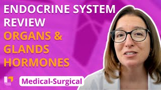 Endocrine organs/glands & hormone overview - Med-Surg (2020 Edition) - Endocrine | - @Level Up Rn