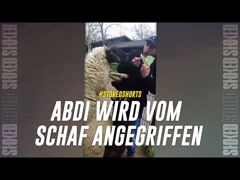 CELO & ABDI haben Stress mit einem SCHAF