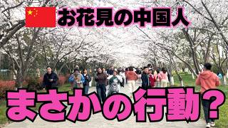 中国人のお花見スタイル 日本人として驚きを隠せない⁉️