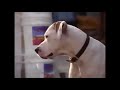 Homeward Bound 2 Lost In San Francisco 1996 Clip