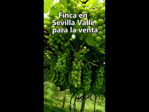 Fincas y Casas Campestres, Venta, Sevilla - $800.000.000