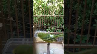 Download lagu Suara pancingan burung sirtu ngekrek mp3