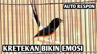 Download lagu KRETEKAN MURAI BATU MEMANCING EMOSI 100% AUTO RESPON - SHAMA BIRD mp3