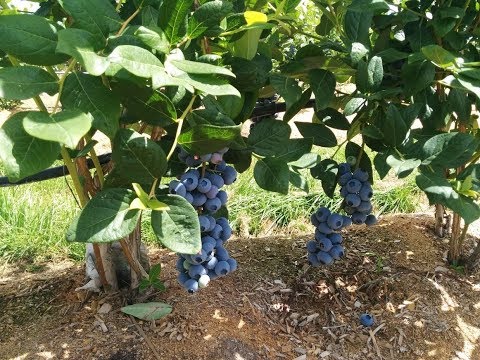 Spraying Blueberries With Airblast Sprayer