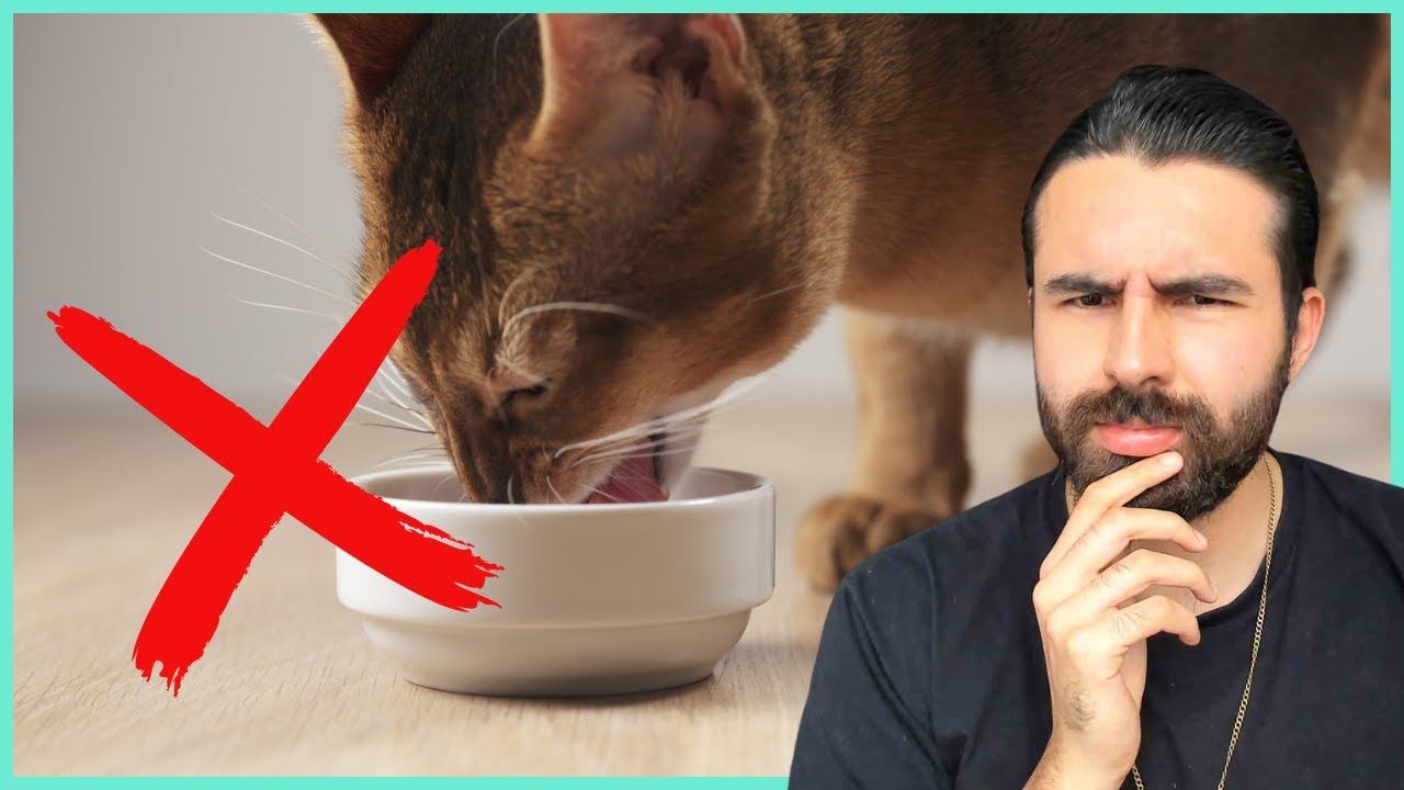 PARE DE ALIMENTAR SEU GATO NA TIGELA!